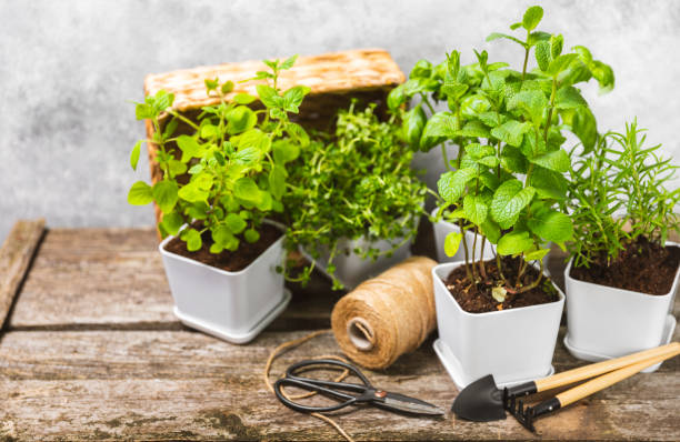 istock Pots with fresh aromatic herbs .Assorted fresh herbs growing in pots on a light background. Close-up. Rosemary, basil, mint, thyme and oregano. Mixed fresh aromatic herbs in a pot.Spicy herbs. 1502537884