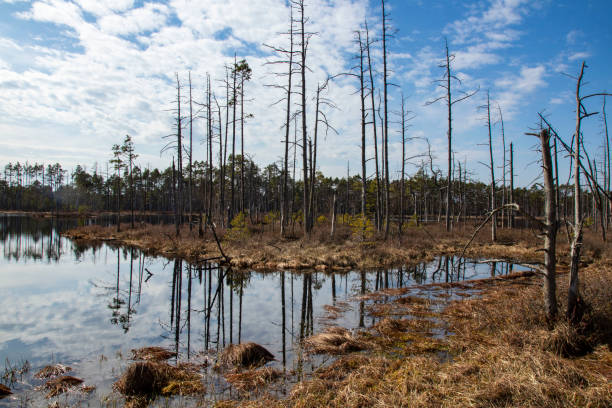 istock Bog landscape with pools in spring, cloudy sky, Cena Moorland, Latvia 1502537968