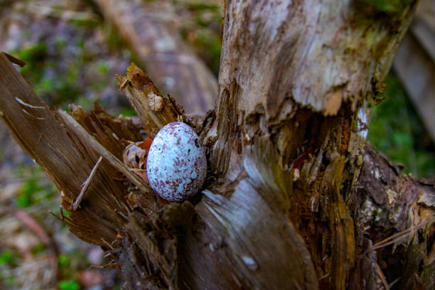 istock Painted quail egg brown color on old dry wood 1502538020