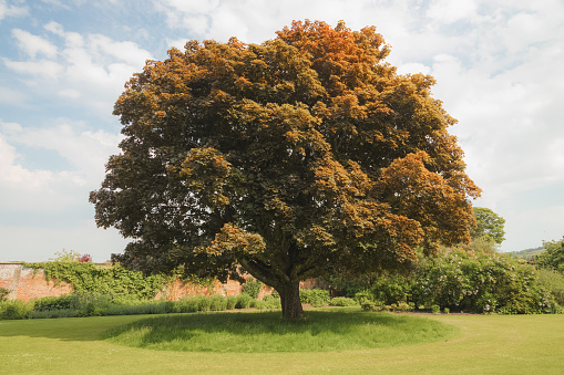 A large Norway Maple (Acer platanoides), a broadleaf deciduous tree in the landscaped gardens of Falkland Place on a sunny summer day in Fife, Scotland, UK.