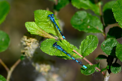 Close-up photo of two blue dragonflies sitting on green leaves. Of which 1 in the foreground and the other a bit out of focus on the green background.