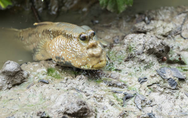 istock Mudskipper in the jungles of borneo 1502539107