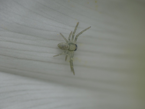 Fascinating close-up of a tiny crawly crab spider in nature.