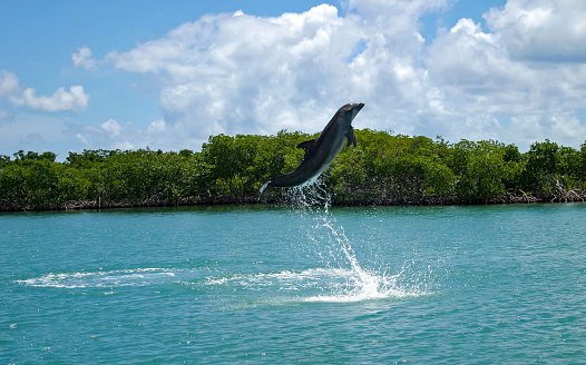 A dolphin jumping out the water