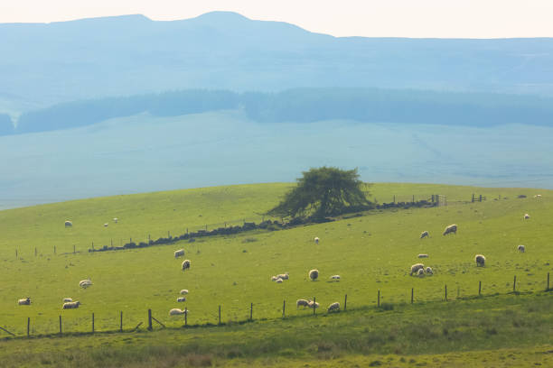 istock Lomond Hills Countryside, Fife 1502539545