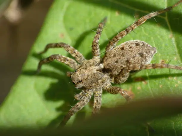 Photo of Creepy Crawly: Close-up Macro Photography of a Spider in Green Nature Wildlife