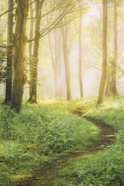istock Aberdour Woods, Fife 1502539820
