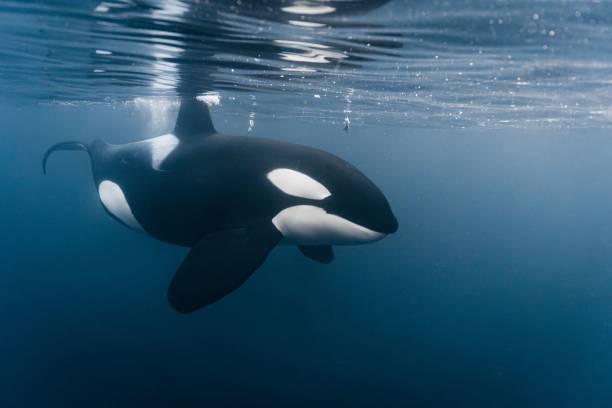 portait de orca en noruega - ballena orca fotografías e imágenes de stock