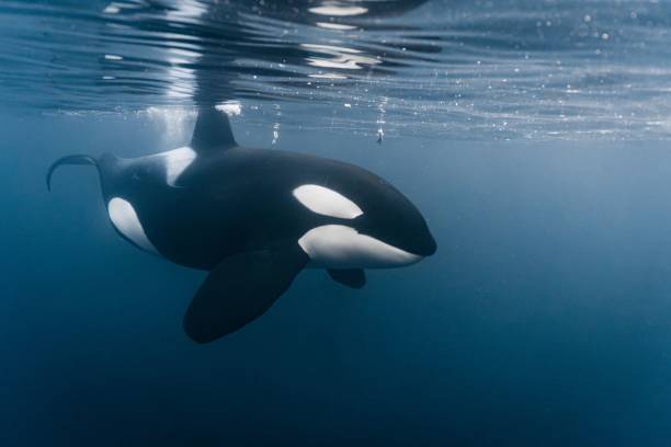 istock portait of orca in norway 1502540292