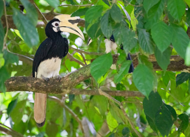 istock Hornbill in the jungle of Borneo 1502540377
