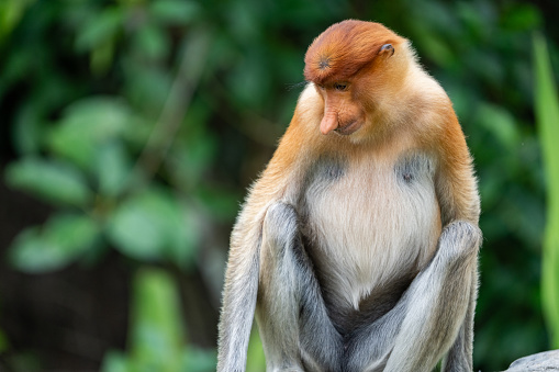 Male proboscis monkey portrait in Labuk Bay, Borneo. He is the alpha male of the group.