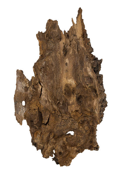 istock Texture tree bark on white isolated background, top view. Natural material, podium for product. Design element. Copy space 1502540390
