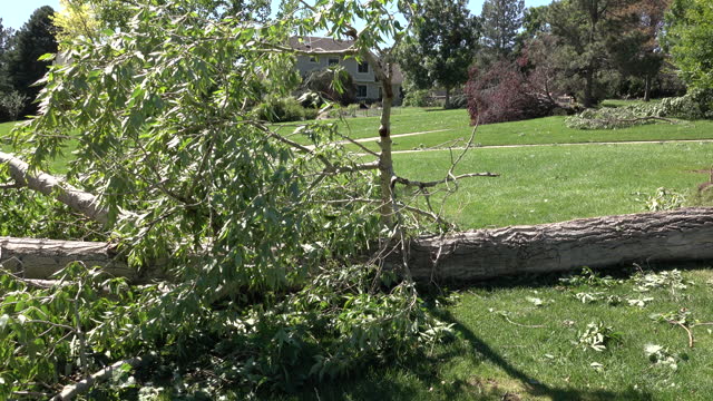 F1 tornado uprooted damaged trees Highlands Ranch Colorado