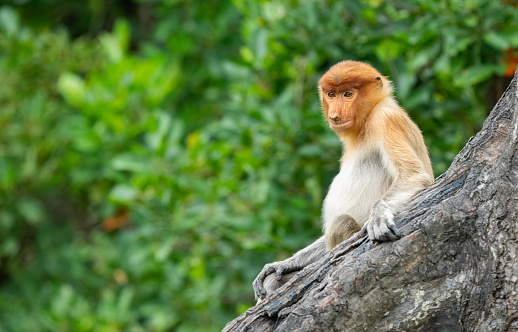 Wild macaque monkey at Ranthambore National Park in Rajasthan, India Asia