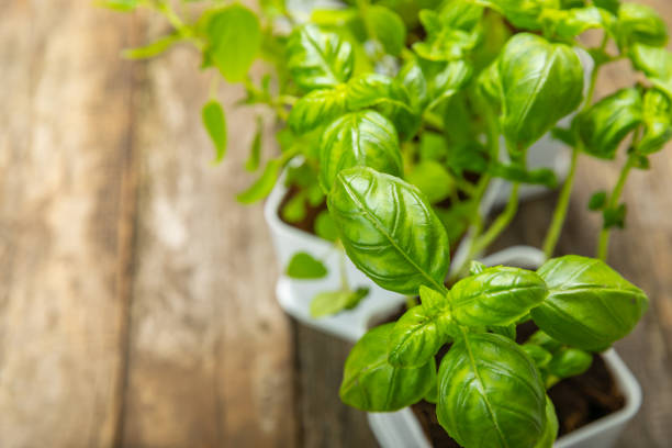 istock Pots with fresh aromatic herbs .Assorted fresh herbs growing in pots on a light background. Close-up. Rosemary, basil, mint, thyme and oregano. Mixed fresh aromatic herbs in a pot.Spicy herbs. 1502542995