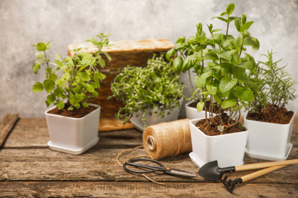 istock Pots with fresh aromatic herbs .Assorted fresh herbs growing in pots on a light background. Close-up. Rosemary, basil, mint, thyme and oregano. Mixed fresh aromatic herbs in a pot.Spicy herbs. 1502543017