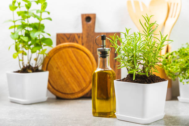 istock Assorted fresh herbs growing in pots against the backdrop of a kitchen interior. Green basil, mint. oregano, thyme and rosemary. Mixed fresh aromatic herbs in pots.Set of culinary herbs.Copy space. 1502543024