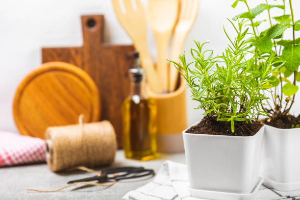 istock Assorted fresh herbs growing in pots against the backdrop of a kitchen interior. Green basil, mint. oregano, thyme and rosemary. Mixed fresh aromatic herbs in pots.Set of culinary herbs.Copy space. 1502543032