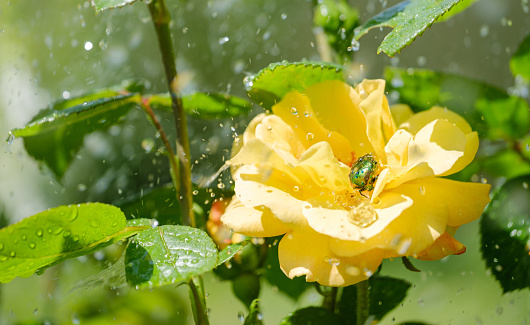 the golden bronze beetle hides in a beautiful blooming yellow rose from the summer rain