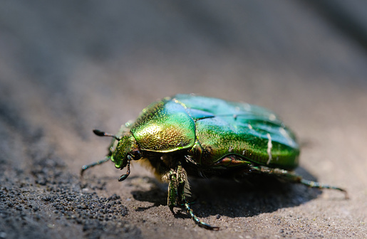 Green glitter beetle on leaf - animal behavior.