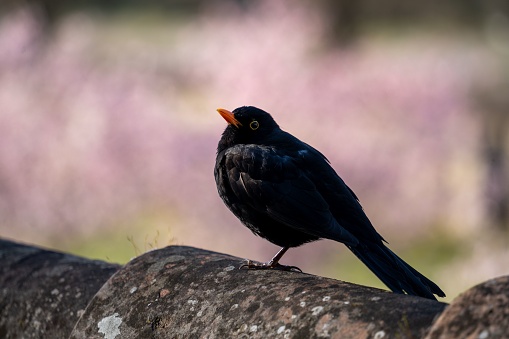 A small black bird perched on the edge of a rugged rock formation, looking off into the distance