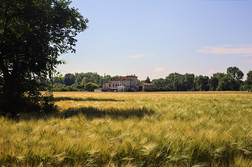 Country  house in a wheat field on a summer day in the italian countryside