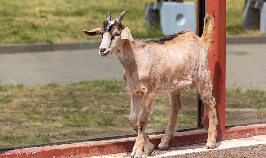 The animal in the zoo is a small goat. On the sides are two beautiful horns. Background of wooden fence and sunlight