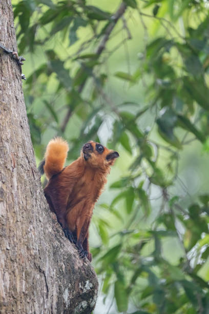 istock Giant Red Flying Squirrel in Malaysia 1502546785