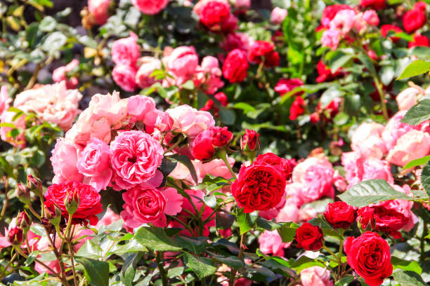 belle rose sull'aiuola in un giardino - 6139 foto e immagini stock