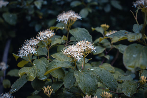 Blooming Choisya flowers in the forest under rain concept photo. Blooming Choisya flowers in the forest under rain concept photo. Rainy weather countryside at spring season. Springtime in park background april showers may flowers stock pictures, royalty-free photos & images