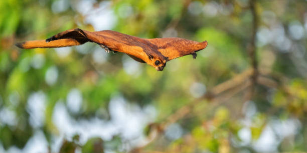 Giant red flying squirrel in the rainforest jungle of borneo Malaysia