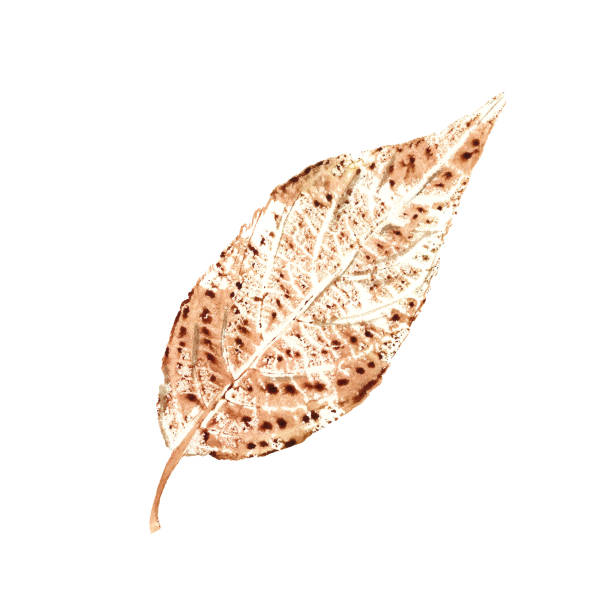 illustrazioni stock, clip art, cartoni animati e icone di tendenza di tessuto artistico naturale della foglia autunnale isolata su sfondo bianco. illustrazione botanica ad acquerello dell'impronta del fogliame per poster, cornice, elemento di design, modello - leaf autumn falling tree