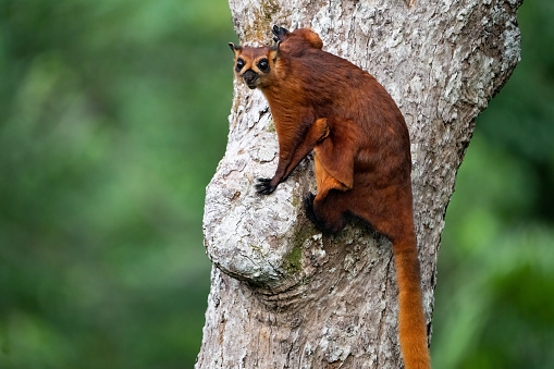 A red squirrel holding a nut while sitting a branch that is covered in moss.\nThe squirrel is in woodland in Dumfries and Galloway, south west Scotland.\nThe image was captured on a spring morning.