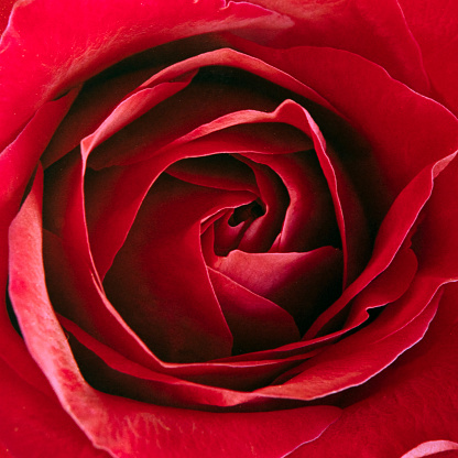 Close up of a red rose with water droplets details