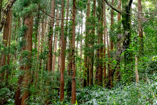 Temperate forest trees. On the island of Sao Miguel in the Azores