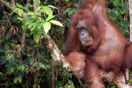 An Orangutan hangs in the canopy of the Borneo rainforest in Malaysia