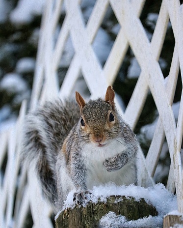 I've yet to witness anything; man-made, arranged by nature, or otherwise, yet outwit or stop a Squirrel on a mission; especially one in which a snack is involved! So a little powdery snow? Forget about it... He was definitely more curious of me than the snow! Photo taken in the backyard of my home in Cape Cod, Massachusetts.