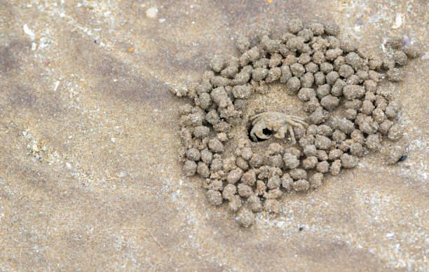 istock Ghost Crab on a Beach in Bako National Park Malaysia Borneo 1502554087