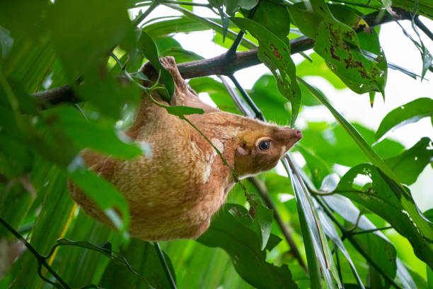 istock Flying Lemur on a tree in Borneo Malaysia Rainforest Jungle 1502554094