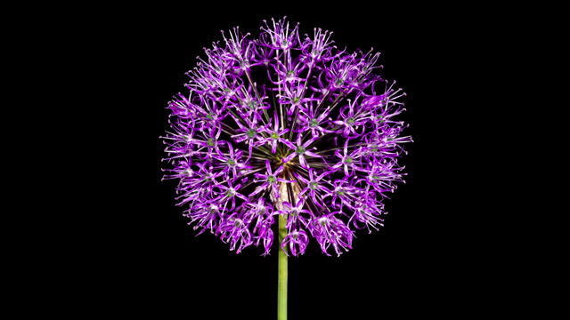 Time Lapse of Blooming Big Violet Allium Christophii Flower Isolated on Black Background. Time-lapse of Cultivated Decorative Garlic Flower Bloom Side view, Close up Opening Onion Head Bud
