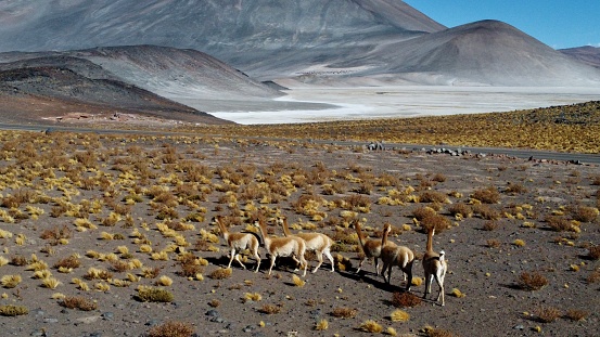 llamas in the desert of Atacama in Chile - Salar - Vicuñas - Nature - color