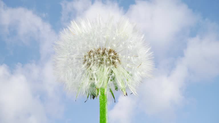 Dandelion Seed Head Blossom  Timelapse on a Cloudscape Sky Background. Blossoming White Dandelion. Fluffy Flower Plant