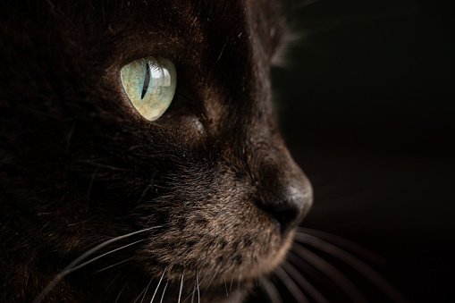 portrait of a black cat on a dark background close-up, the eyes of a black cat