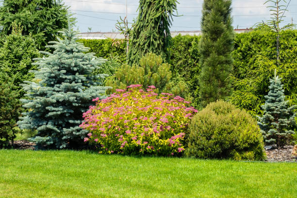 istock Shrub and coniferous trees in landscape garden design 1502559307
