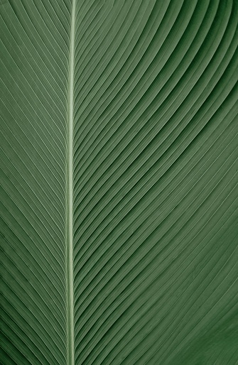 close-up of large palm leaves, dark green toned