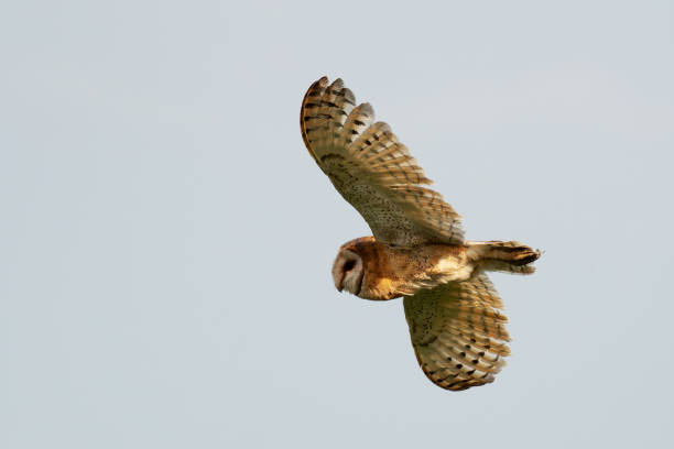 istock Barn owl Tyto alba. A flying owl in the wild 1502561182