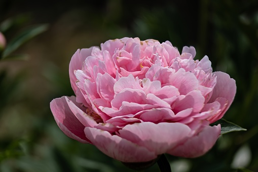 Summer flower series, beautiful pink peony flowers in garden on dark blur background. a flower of a selected variety with soft silk petals.