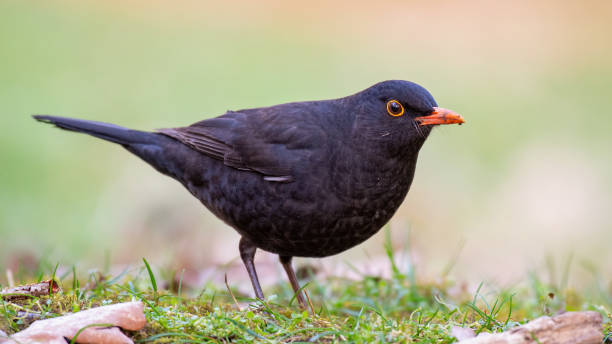 istock Common blackbird Turdus merula in the wild 1502561883