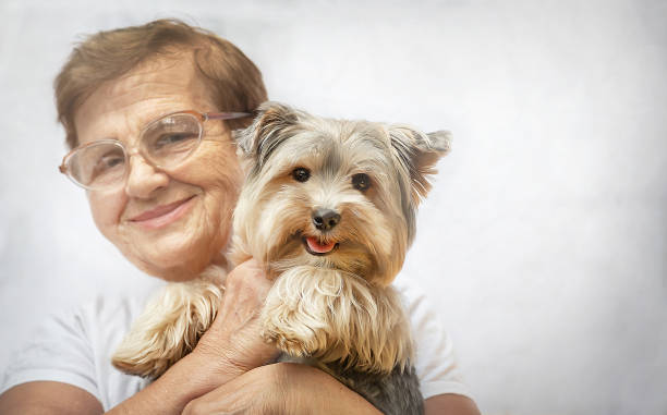 istock Senior women (over age of 50) hugging lovely Yorkshire terrier dog. 1502562083