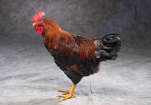 The Welsummer or Welsumer is a Dutch breed of domestic chicken. It originates in the small village of Welsum, in the eastern Netherlands. It was bred at the beginning of the twentieth century from local fowls of mixed origin: Rhode Island Reds, Barnevelders, Partridge Leghorns, Cochins, and Wyandottes.